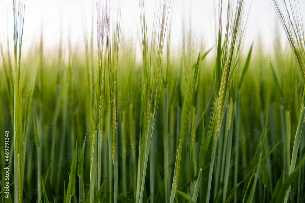 Young green barley growing in agricultural field in spring. Unripe cereals. The concept of agriculture, organic food. Barleys sprout growing in soil. Close up on sprouting barley in sunset. Young green barley growing in agricultural field in spring. Unripe cereals. The concept of agriculture, organic food. Barleys sprout growing in soil. Close up on sprouting barley in sunset.