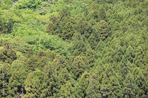 数種の木々が密生している森の風景
