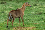 The nilgai, Boselaphus tragocamelus,  is the largest Asian antelope