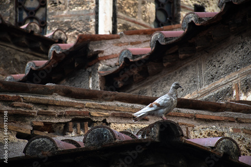 Wallpaper Mural paloma en un tejado en diferentes planos Torontodigital.ca