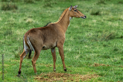 The nilgai, Boselaphus tragocamelus, is the largest Asian antelope