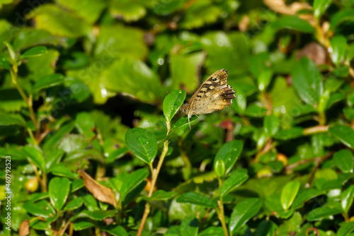 Speckled Wood Butterfly (Pararge aegeria) perched on green leaf in Zurich, Switzerland