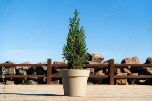 A small Chinese Christmas tree in a pot without decorations on a wooden pier with granite stones by the sea. Juniper stricta. Eco christmas concept