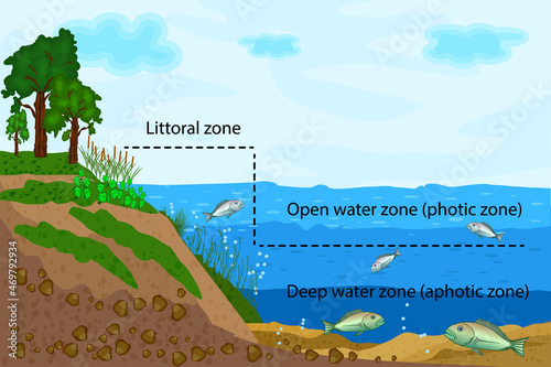 Lake ecosystem. Zonation in lake water infographic. Pond or river freshwater zones diagram with text for education. Lake ecosystems division into littoral, open water and deep water zones. Vector photo