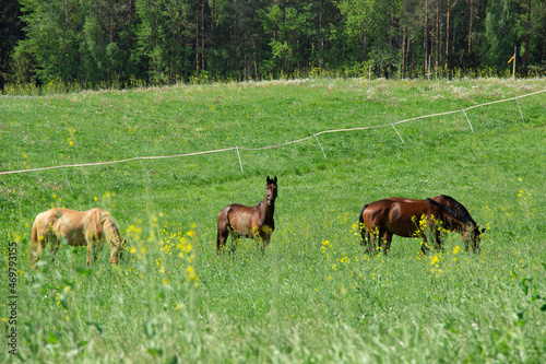 a herd of horses grazing in a meadow