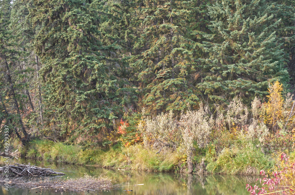 Autumn Scenery at Whitemud Park in Edmonton, AB Autumn Scenery at Whitemud Park in Edmonton, AB