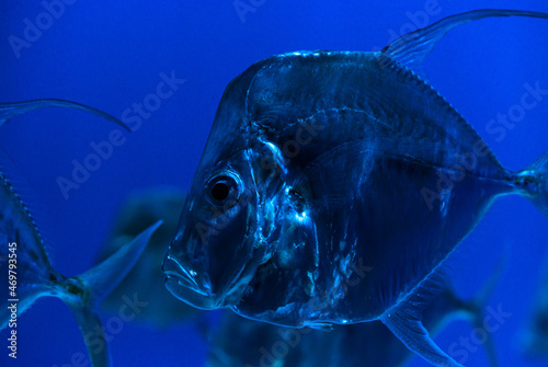 Selene fish Atlantic moonfish swarm in blue water ocean aquarium nature  photo