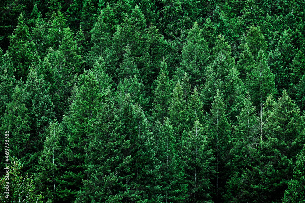 Lush Green Fresh Pine Tree Forest on Mountain Side Forrest Lush Green Fresh Pine Tree Forest on Mountain Side Forrest