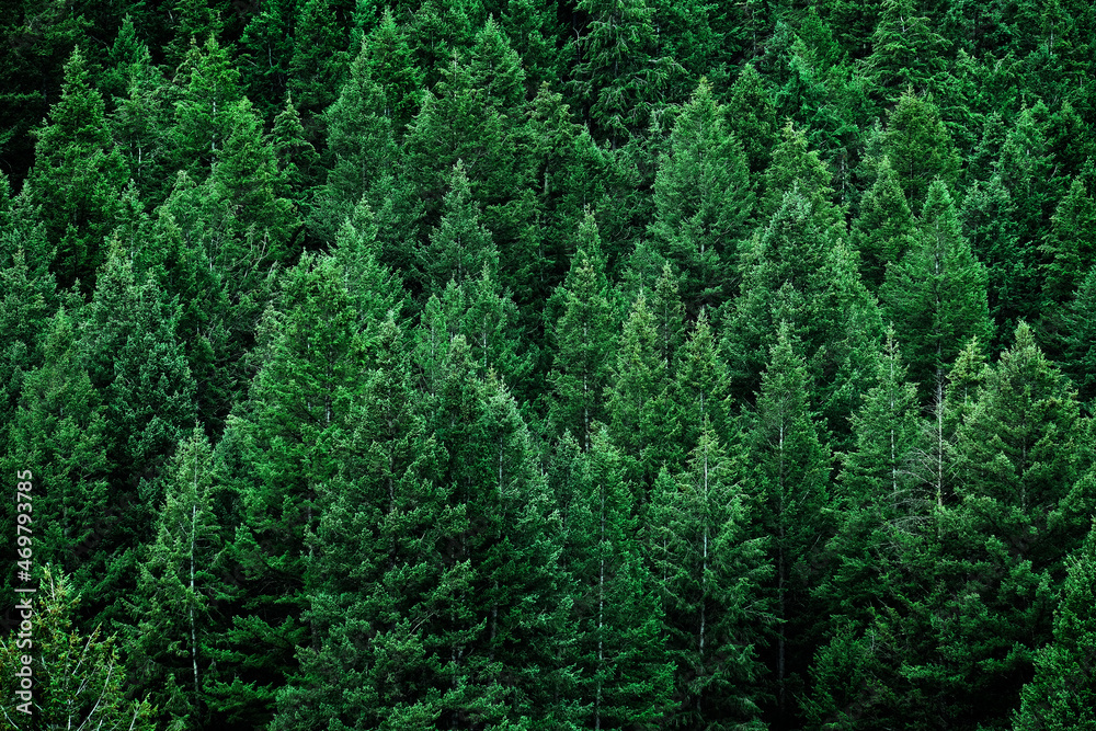 Lush Green Fresh Pine Tree Forest on Mountain Side Forrest