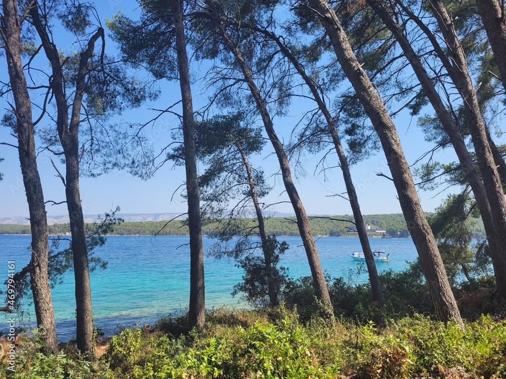 Forêt en bord de mer en Croatie