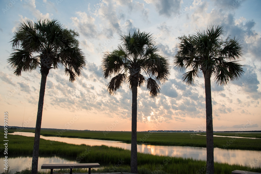 Naklejka premium Palmetto trees with sunset backdrop in Charleston, SC. Tropical calming relaxation