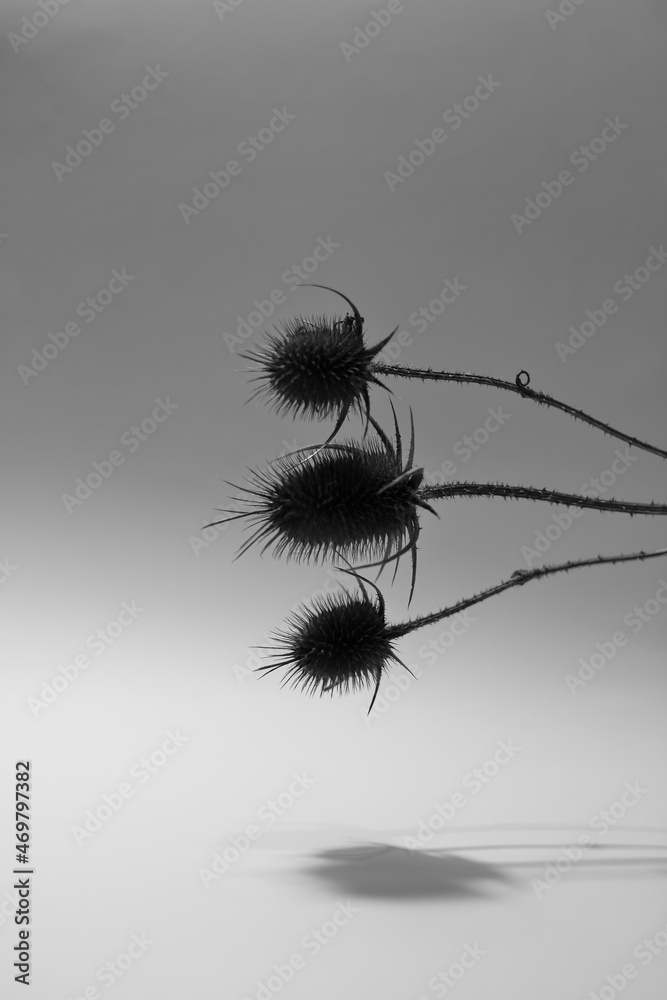 Dry plant with throns on white background