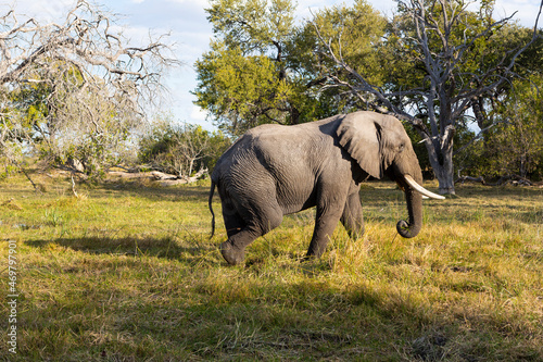 An elephant with tusks walking across grassland