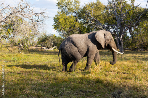 An elephant with tusks walking across grassland photo