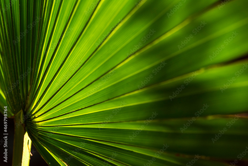 Obraz premium Palm Leaf Texture Closeup