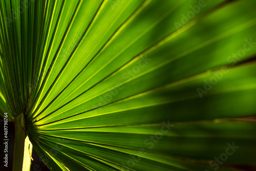 Palm Leaf Texture Closeup