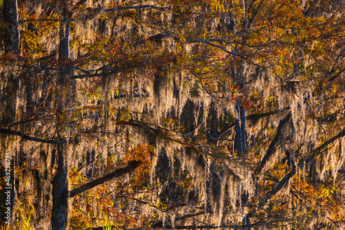 Cypress Trees Along the Bank of the Tensaw River photo