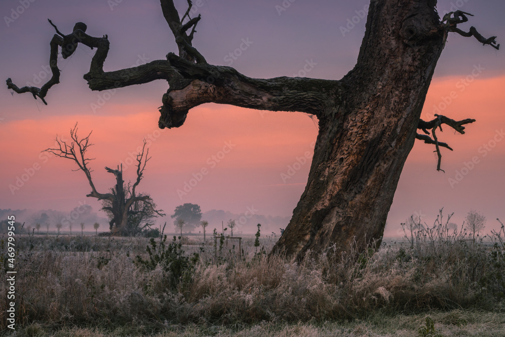 Lonely oak tree in the field during sunrise Lonely oak tree in the field during sunrise