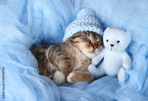 Cute little gray kitten in a blue hat sleeps next to a blue teddy bear on a blue background. Cat close up. Care for cats. Love. Childhood. Tabby