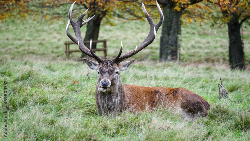 Meeting a deer in Tatton Park Meeting a deer in Tatton Park
