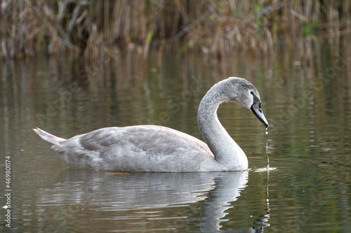 swan on the water