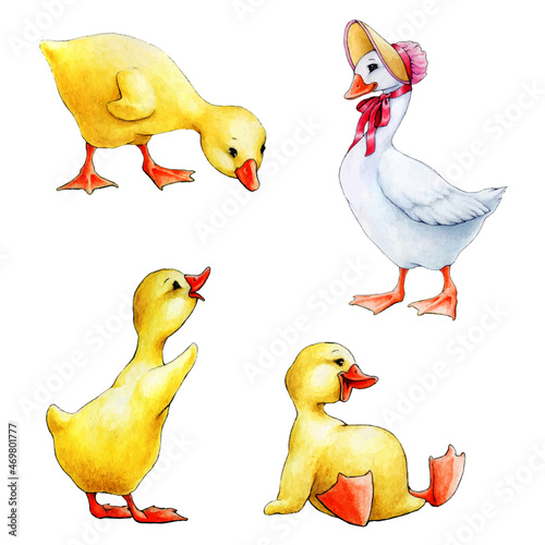 watercolor hand drawn goose set illustration