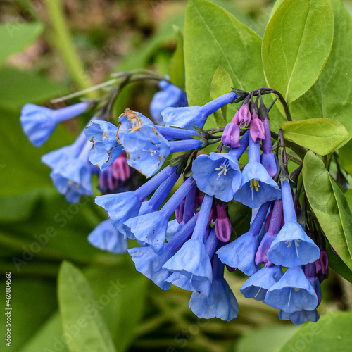 blue bells photo