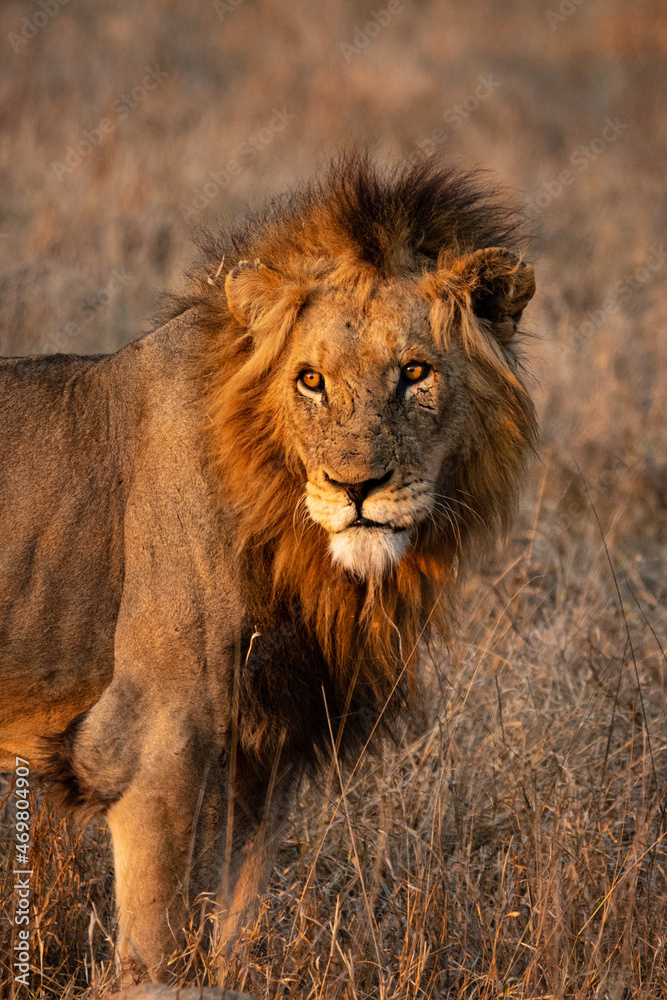 A portrait of a male lion, Panthera leo, looking out of frame into the sun A portrait of a male lion, Panthera leo, looking out of frame into the sun