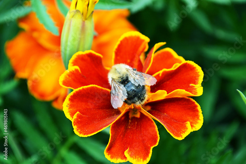A bee collects pollen and nectar on a flower.