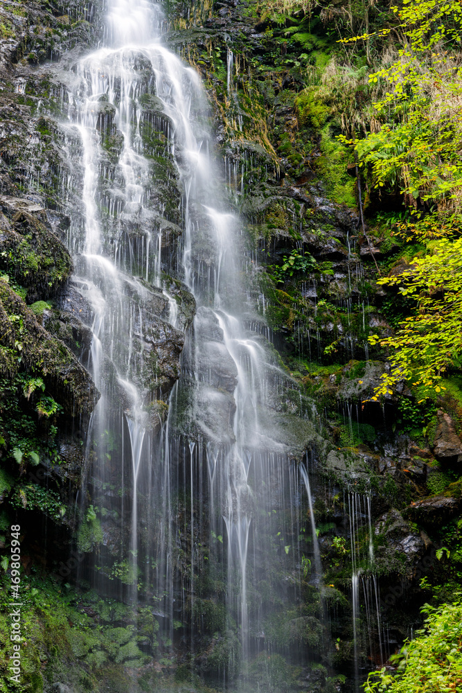 Obraz premium belaustegui beech forest, gorbea natural park, biscay, basque country, spain