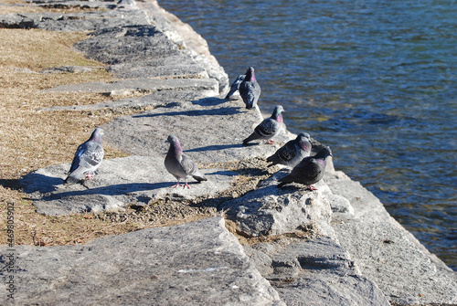 Piccione in riva al lago.