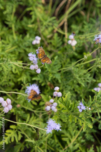 Beautiful Queen butterflies in the Big Bend National Park © imagoDens