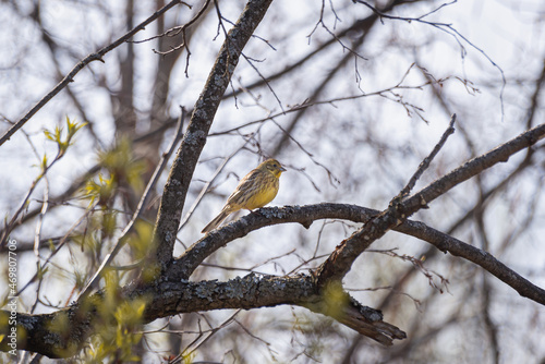 Wild bird on a branch in the forest.