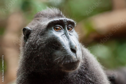 Close-up portrait of Crested black macaque with funny facial expression, Tangkoko National Park, Indonesia