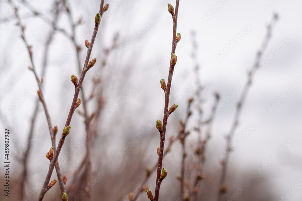Branches with buds in the forest. Branches with buds in the forest.