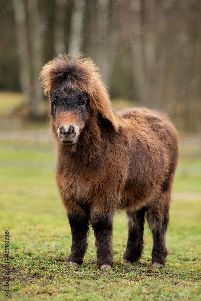 Lovely little pony foal in the field in autumn Lovely little pony foal in the field in autumn
