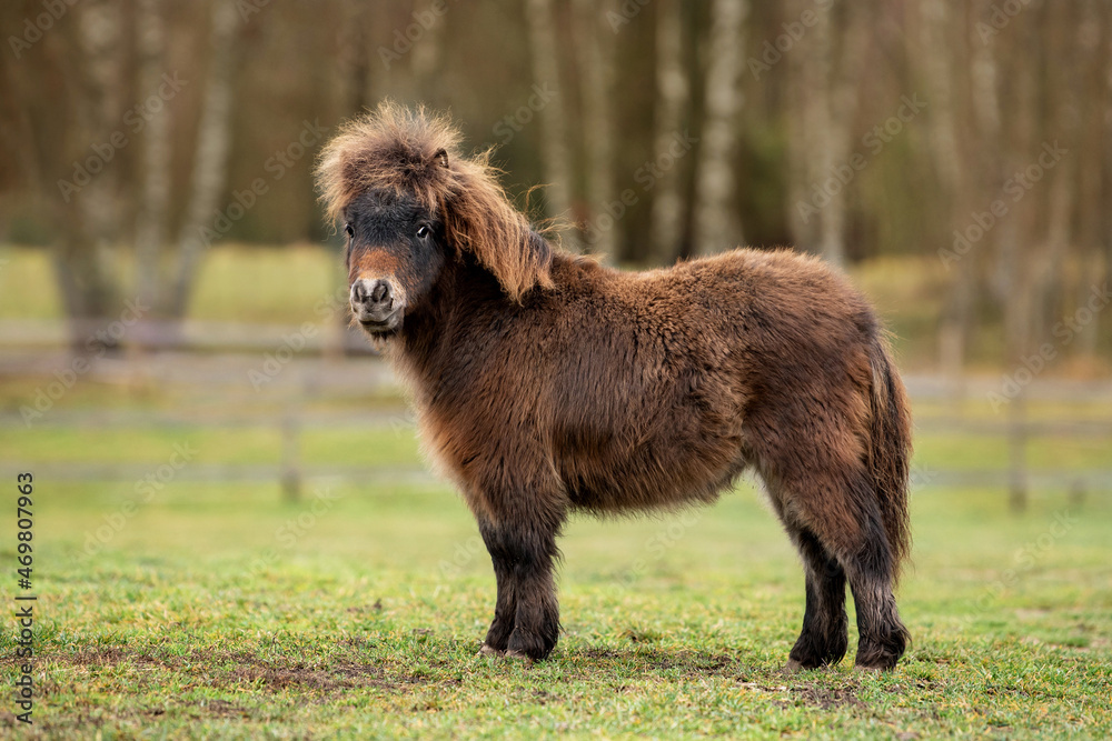 Lovely little pony foal in the field in autumn Lovely little pony foal in the field in autumn