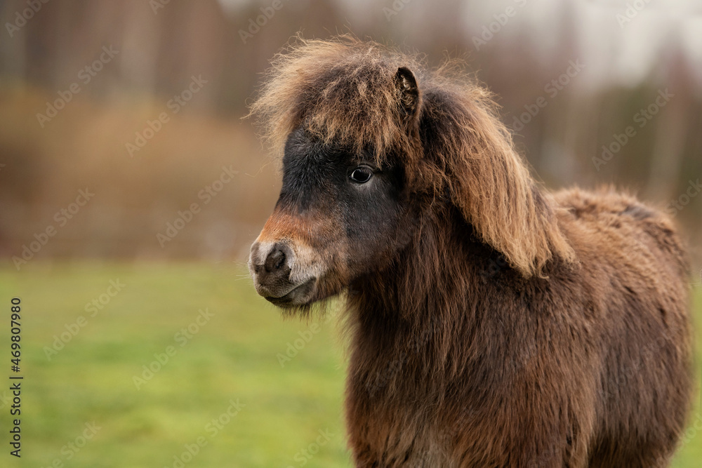 Portrait of lovely little pony foal in autumn