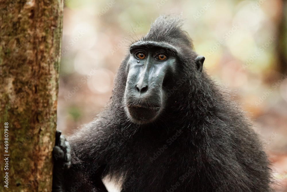 A portrait of a sad looking Sulawesi crested macaque, Tangkoko National Park, Indonesia A portrait of a sad looking Sulawesi crested macaque, Tangkoko National Park, Indonesia