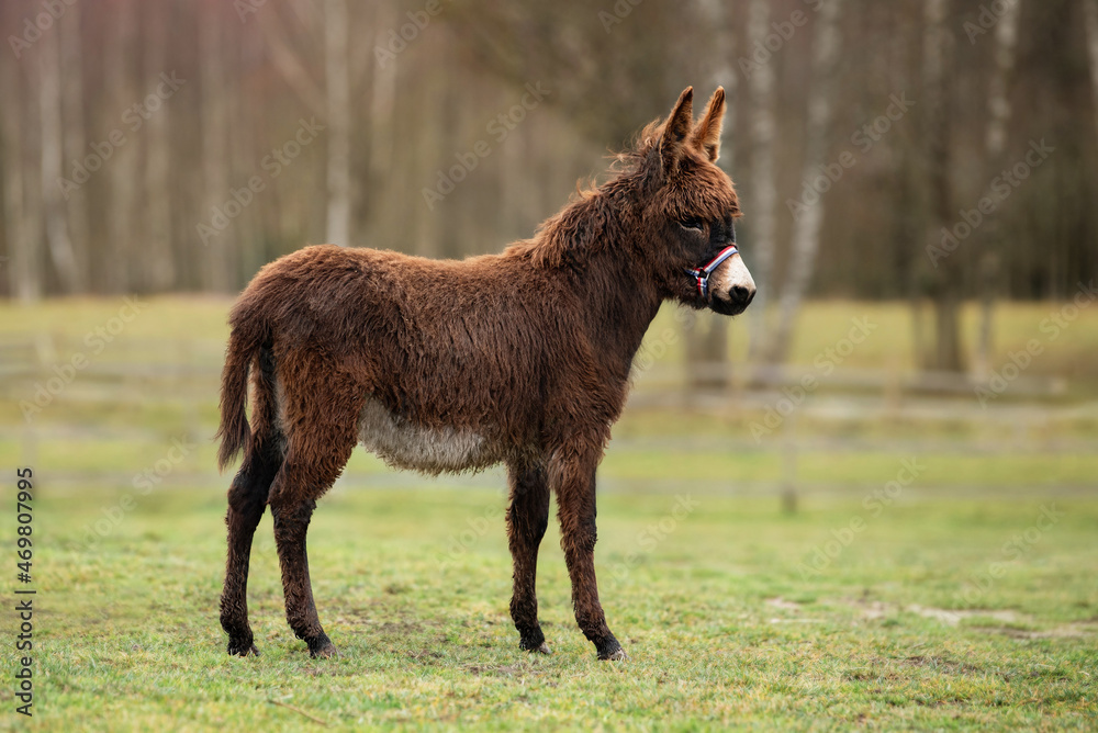 Little donkey in the field in autumn Little donkey in the field in autumn