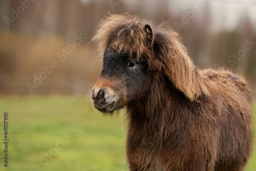 Portrait of lovely little pony foal in autumn