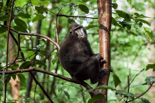 Celebes crested macaque sits on the tree branch above the ground, Tangkoko National Park, Indonesia