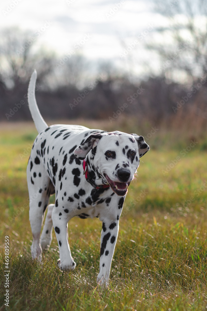 Dalmatian walking towards owner with smile on face