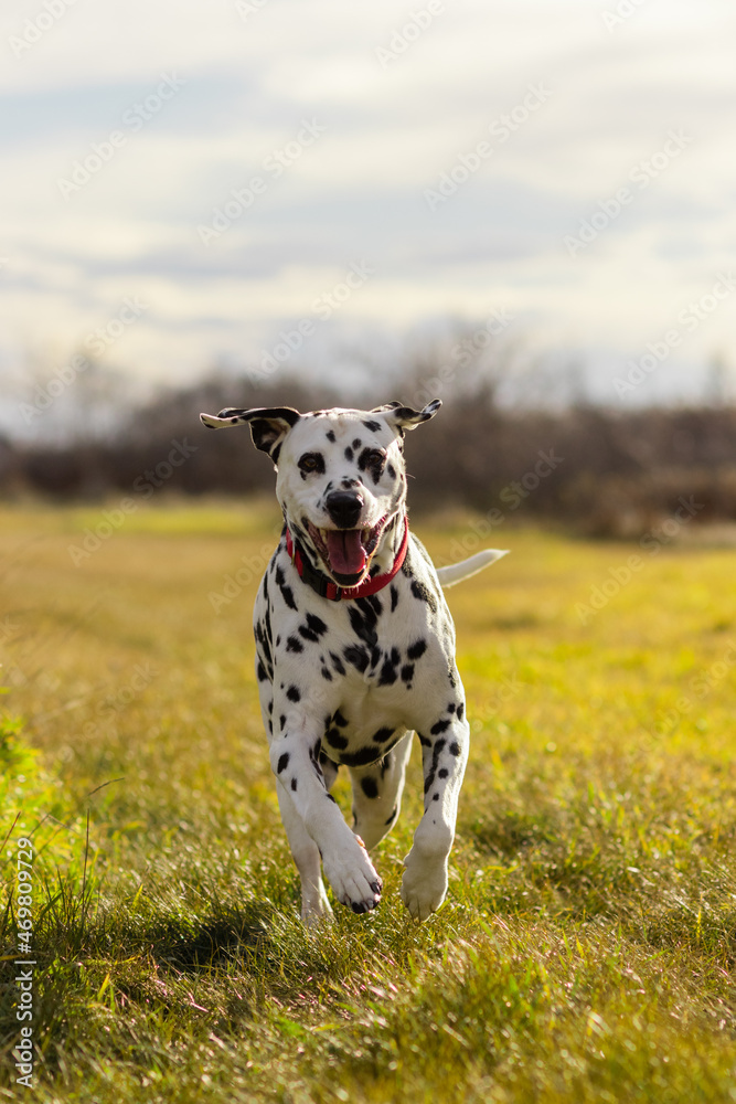 Dalmatian running towards camera with happy face
