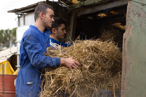 young farmer couple collecting and cleaning straw from farm and barnyard. cleaning and animal care concept