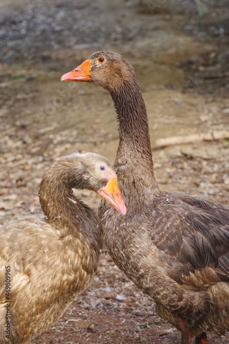 The male and female geese are in mating season