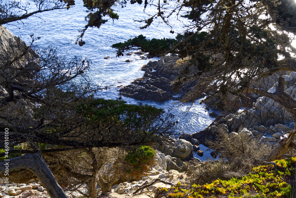 Lone Cypress Cove Lone Cypress Cove