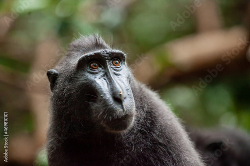 Crested black macaque looks up, Tangkoko National Park, Indonesia