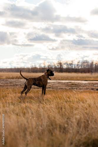 Fototapeta Naklejka Na Ścianę i Meble -  Boxer surveying prairie grasslands.