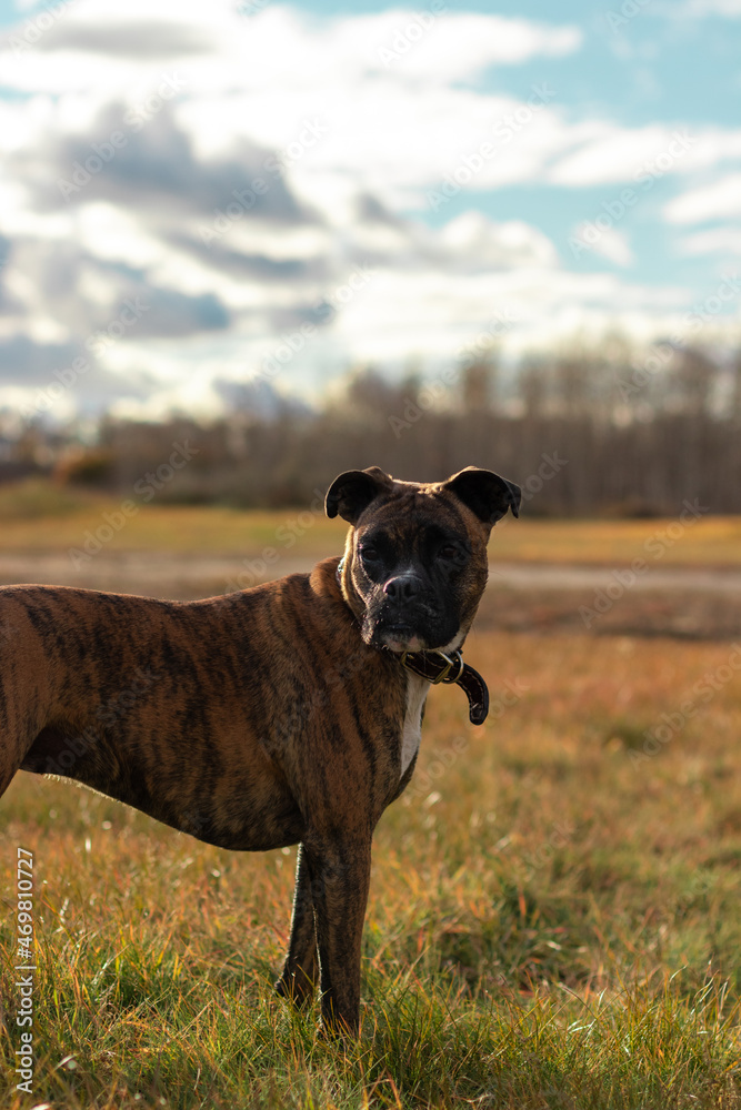 Boxer portrait with forest background in fall. Boxer portrait with forest background in fall.